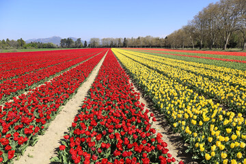 Fototapeta premium Southern France. Spring landscape. Tulip fields in Provence