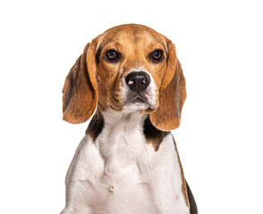 Beagle Head shot, isolated on white