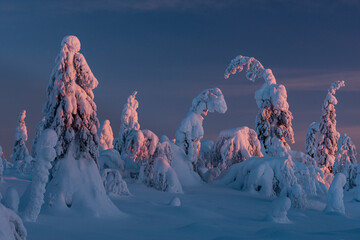 Snow covered winter landscape at sunset, tykky, Kuntivaara Fell, Kuusamo, Finland