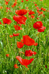 Fototapeta na wymiar Papaverales - Red Poppy Flower