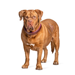 Dogue de Bordeaux standing in front, isolated
