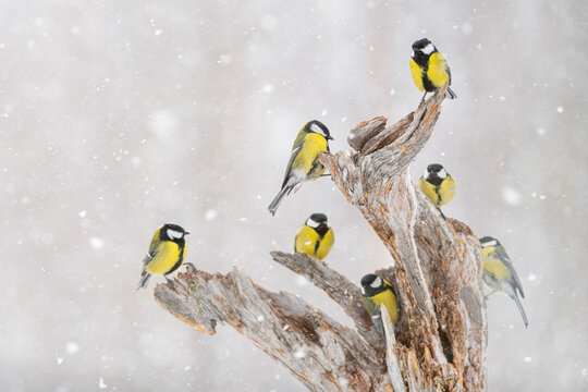 Great tit (Parus major) group, in snowfall, Kuusamo, Finland