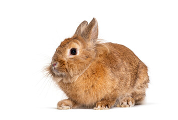 Fototapeta premium Red rabbit isolated on white