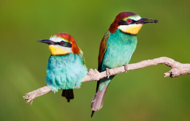 Colorful bee eater bird couple sitting on a branch in spring