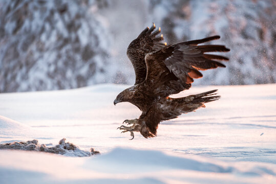 Golden eagle (Aquila chrysaetos) in flight in snow covered landscape, Kuusamo, Finland