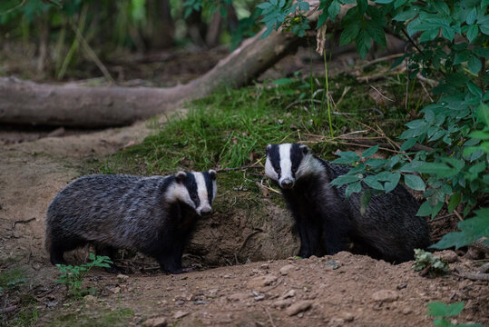 Eurasian Badger (Meles meles) adult, pair standing beside each other, coppice woodland habitat, Kent, England, United Kingdom