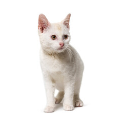 White young Crossbreed cat isolated on white