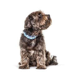 Crossbreed dog wearing a blue collar, looking up, sitting, isolated