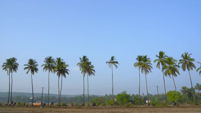 Palm tree planted in a row