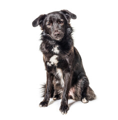 Black sitting, Isolated on white