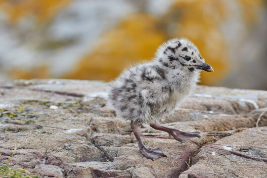 A chick of a Great Black-backed Gull (Larus marinus), on Staple Island, Farne Islands, Northumberland, England, United Kingdom