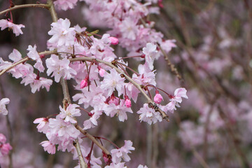 ピンクのグラデーションカラーのサクラ