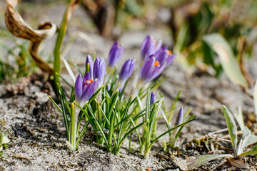 Obraz premium Bees on spring purple crocuses on a background of young green grass. Soft selective focus of blooming Ruby Giant crocus. Floral landscape, fresh wallpaper, nature concept