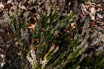 Heather flowers are blooming. Gardening floral background. Common heather, ling, or simply heather. Flowering plant in the heather family.  