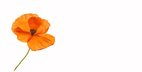 orange wild poppies with white background