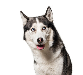 Guilty or intrigued Siberian Husky dog looking up, isolated on white