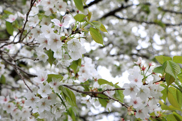葉が出てきた桜の花