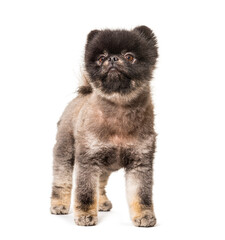Brown and Black groomed spitz dog standing on a white background