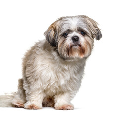Shih Tzu looking at the camera, sitting on white