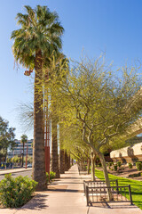 Fototapeta premium Looking south on North Central Ave. in Phoenix, Arizona at rows of palm trees and Palo Verde trees which are the Arizona state tree.