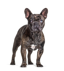 Brindle French bulldog blue eyed, standing, isolated on white