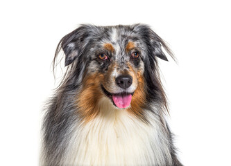 Close-up on a Australian Shepherd panting, isolated