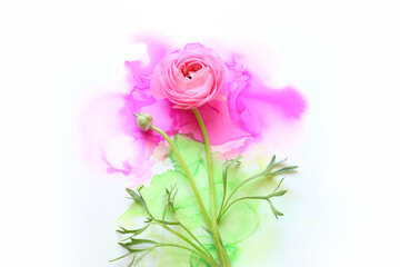 Creative image of beautiful pink Buttercup flower on artistic ink background. Top view with copy space