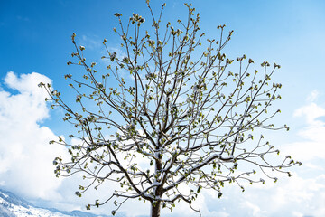 Baumkrone im Frühling mit Schnee, Stans, Nidwalden, Schweiz