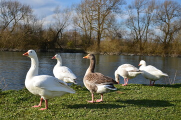 Geese on the river