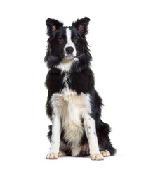 Sitting Border collie looking at the camera, isolated