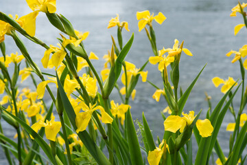 yellow irises near a pond