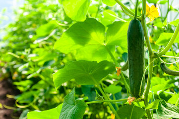 Close up fresh cucumber in home greenhouse