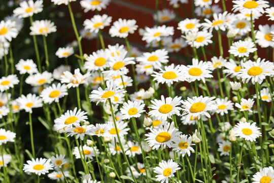 White blooming daisies. Summer landscape. Medicinal plant. Selective focus.