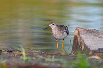 Lesser yellowlegs (Tringa flavipes) standing on the riverbed at Andrew Haydon Park on the Ottawa River in Canada