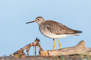 Lesser yellowlegs (Tringa flavipes) shorebird along the river - taken from ground level, with clear blue sky in the background