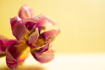 vertrocknete Tulpe rosa/pink/gelb close up © SONJA