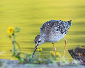 Lesser Yellowlegs foraging in the river - background of golden yellow coloured water from foliage reflecting on the river