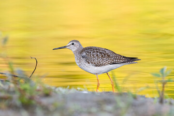 Lesser Yellowlegs (Tringa flavipes) foraging in the river - golden yellow foliage reflecting fall colours on the water
