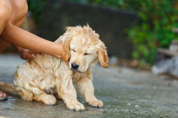 A Golden retriever puppy bathing with happy moment.