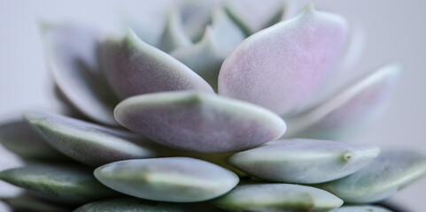 Echeveria  lila/grün - close up