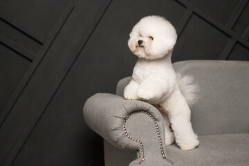 A little Bichon Frize stand on grey sofa and look away