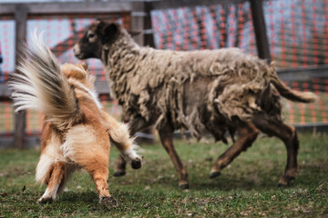 A fluffy miniature Scottish shepherd with a gorgeous mane. Sheltie is tending sheep in a paddock on...