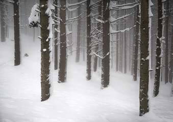 A foggy day in a wood covered by snow, Parco Regionale del Corno alle Scale, Emilia Romagna, Italy