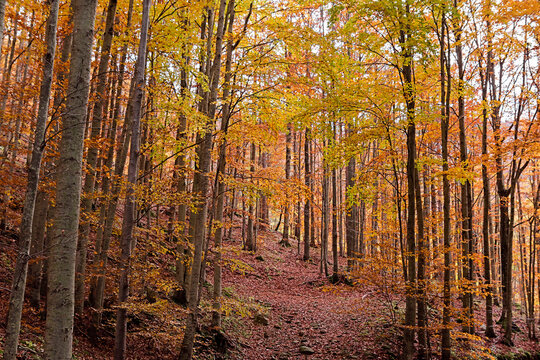 Foliage colors in a beech wood, Parco Regionale del Corno alle Scale, Emilia Romagna, Italy