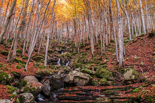 Foliage colors in the wood, Parco Regionale del Corno alle Scale, Emilia Romagna, Italy