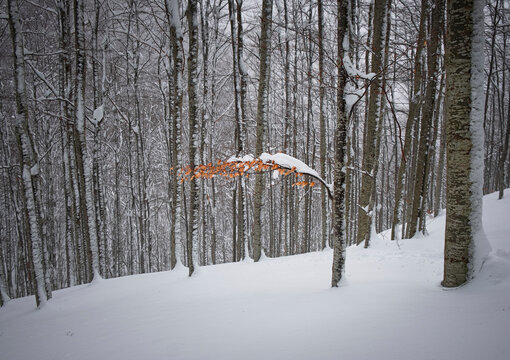 Last autumn leaves on a tree after a snow storm, Parco Regionale del Corno alle Scale, Emilia Romagna, Italy