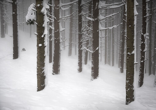 A foggy day in a wood covered by snow, Parco Regionale del Corno alle Scale, Emilia Romagna, Italy