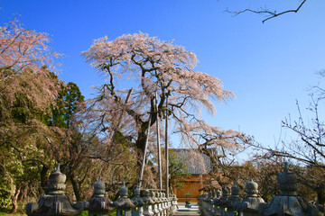 宝泉寺の枝垂れ紅桜（福島県・富岡町）