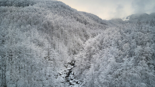 Beech forest covered by snow in a pristine winter landscape, Parco Regionale del Corno alle Scale, Emilia Romagna, Italy