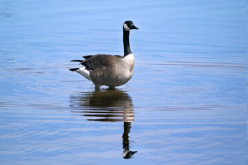 Fototapeta premium Canada goose on bay in beautiful spring day